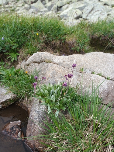 Image of Primula deorum by (c) Salza Palpurina, some rights reserved (CC BY)