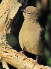 Lagonosticta senegala rendalli
