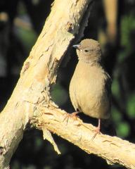 Lagonosticta senegala rendalli