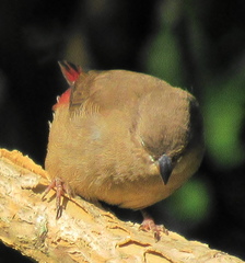 Lagonosticta senegala rendalli