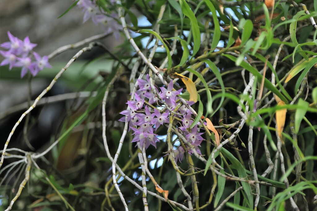 Dendrobium hercoglossum Rchb.f.