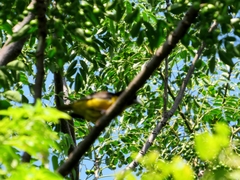 Ploceus bicolor bicolor