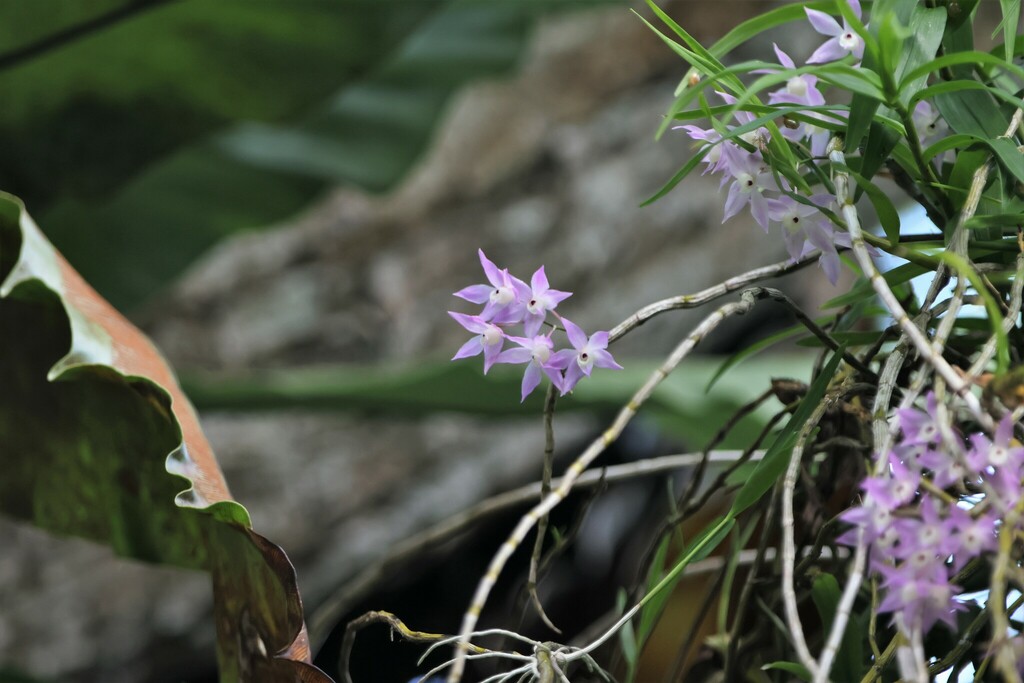 Dendrobium hercoglossum Rchb.f. 2
