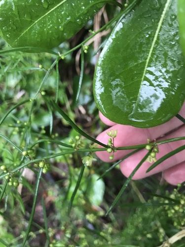 Asparagus cochinchinensis (Asparagus cochinchinensis)