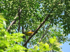Ploceus bicolor bicolor