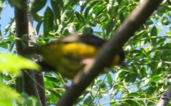 Ploceus bicolor bicolor