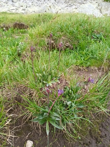 Rila Primrose (Primula deorum)