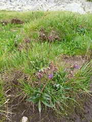 Primula deorum, photograph (c) Salza Palpurina, some rights reserved (CC BY)
