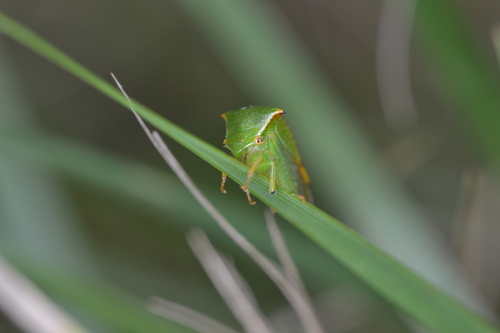 Stictocephala alta