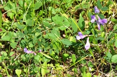 Lathyrus pauciflorus