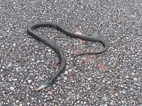 Coluber constrictor