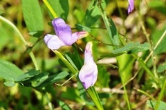 Lathyrus pauciflorus