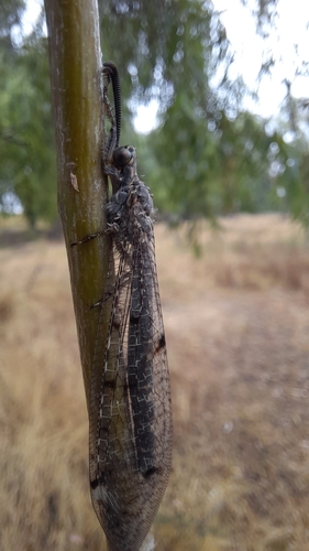 Four-spotted antlion