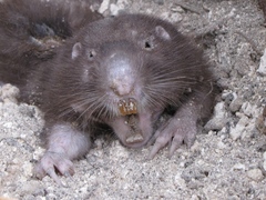 Heterogeomys hispidus