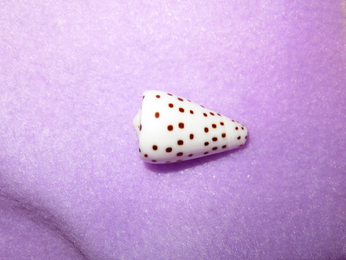 Conus eburneus