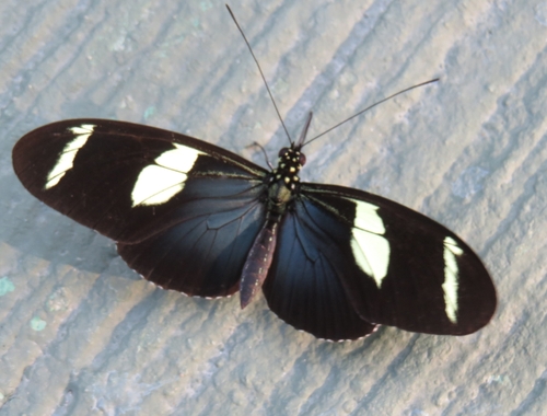 Heliconius wallacei Reakirt, 1866