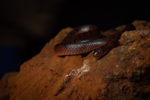 Atractus spinalis