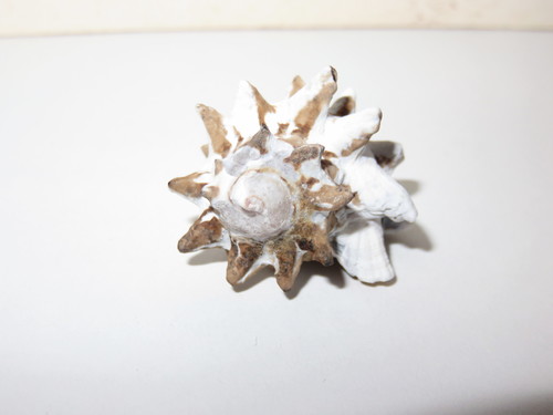Tylothais aculeata