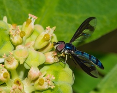 Ocyptamus cylindricus