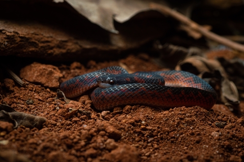 Jensen's Ground Snake