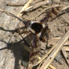 Bombylius pulchellus
