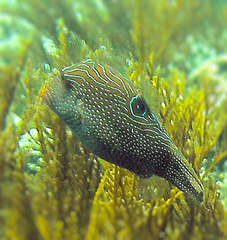 Canthigaster papua