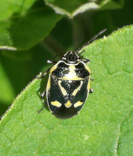 bzdocha kapustová (Eurydema oleracea)