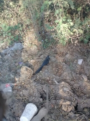 Crotophaga sulcirostris