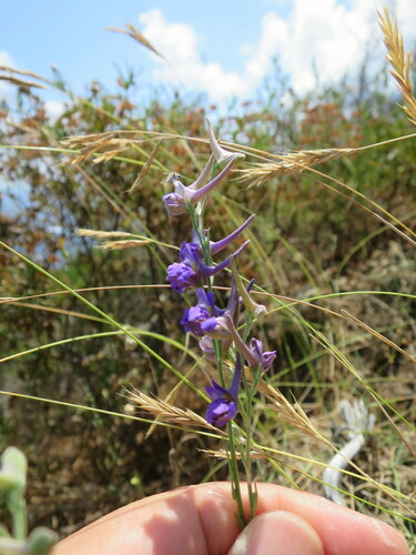 Image of Delphinium halteratum by no rights reserved