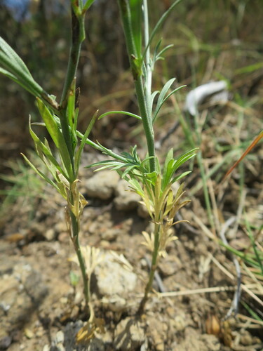 Image of Delphinium halteratum by no rights reserved