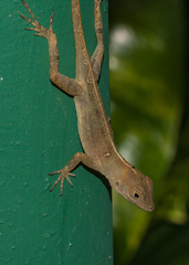 Anolis hispaniolae