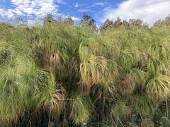 Echter Papyrus (Cyperus papyrus): Herkunft und Verwendung — Foto 3