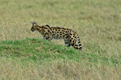 Leptailurus serval lipostictus