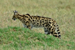 Leptailurus serval lipostictus