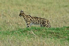 Leptailurus serval lipostictus