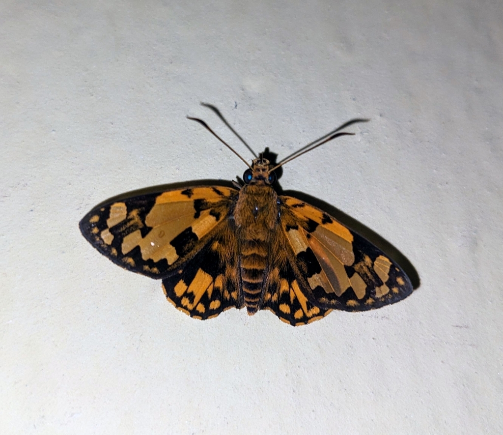 Large Orange Sprite