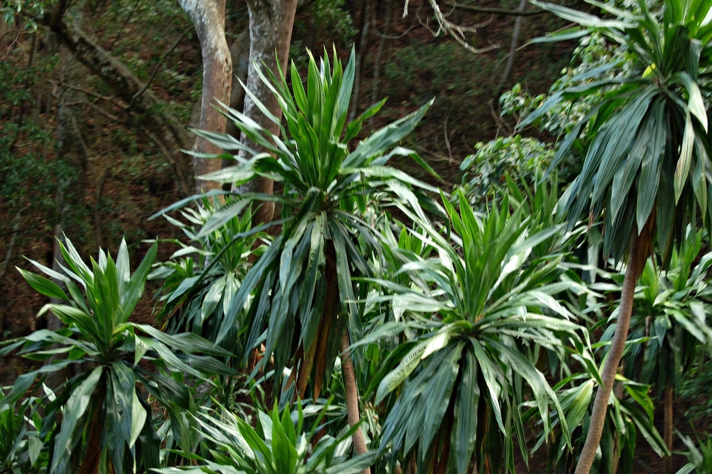 Northern Largeleaf Dragon Tree (Dracaena steudneri)  iNaturalist