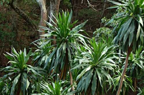 Northern Largeleaf Dragon Tree