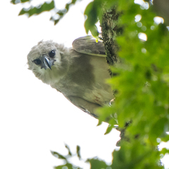 Harpia harpyja image