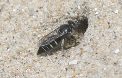 Bembecinus