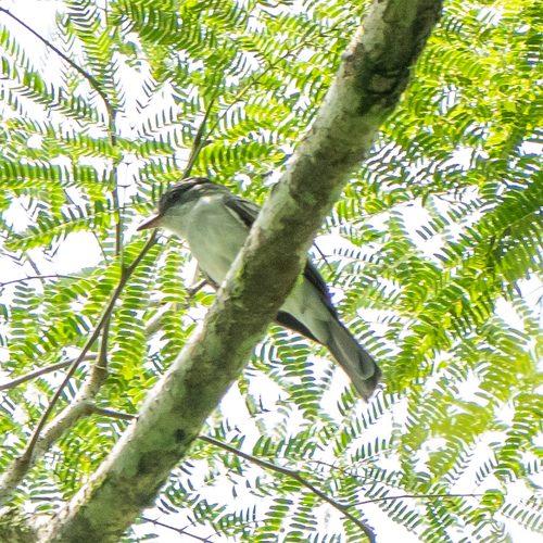 Choco Sirystes (Sirystes albogriseus), photo 3