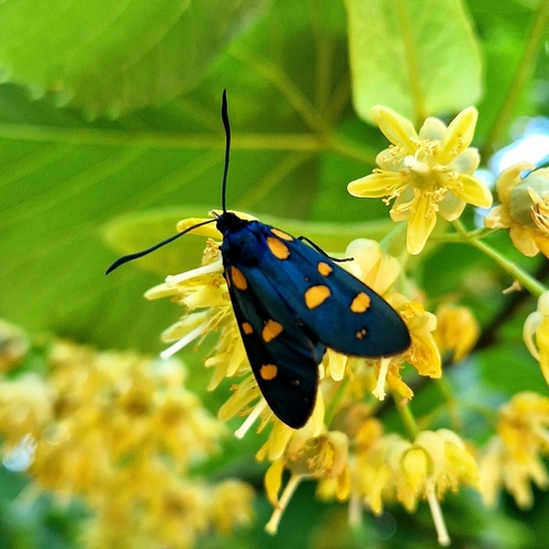Transalpine burnet moth, 87026 Mormanno CS, Italia, photo 6 of 10