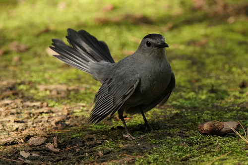 Gray Catbird photographed in New York