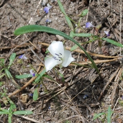 Calochortus minimus