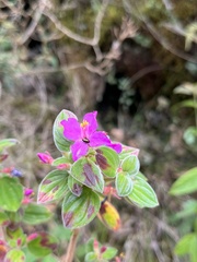 Monochaetum bonplandii, photograph (c) Nicolás Baresch Uribe, some rights reserved (CC BY)