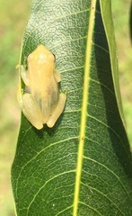 Painted Treefrog photo 5