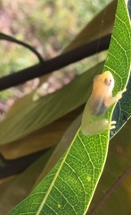 Painted Treefrog photo 4