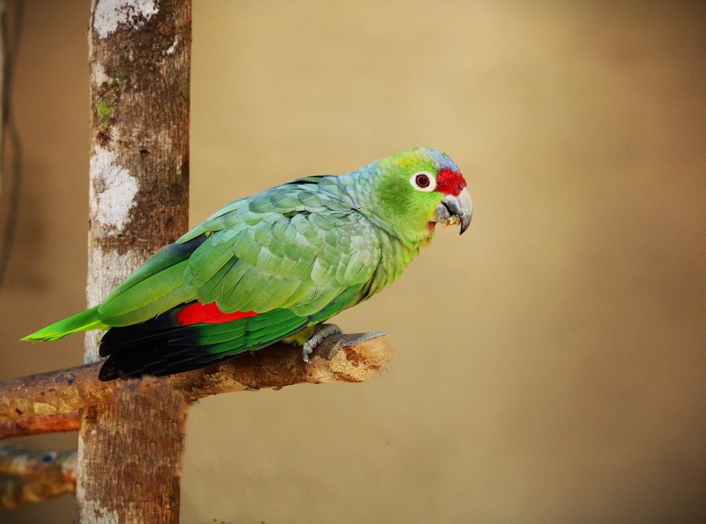 Diademed Amazon (Amazona diadema) photo