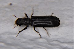 Polycaon