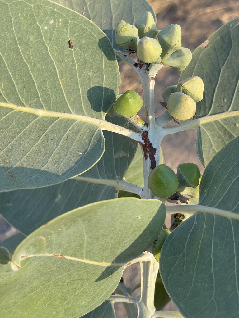 Round-leaved Gum